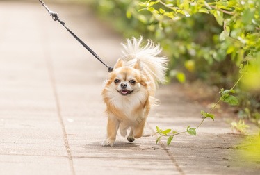 その他の家事代行